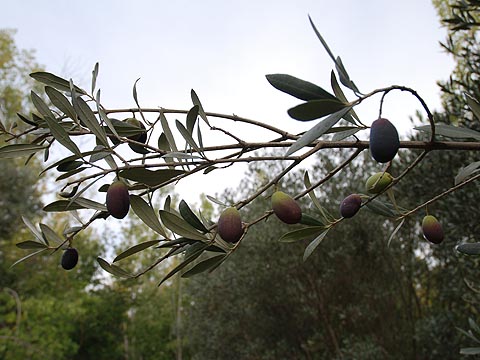 El olivo es protagonista en el paisaje y cocina de la comarca.