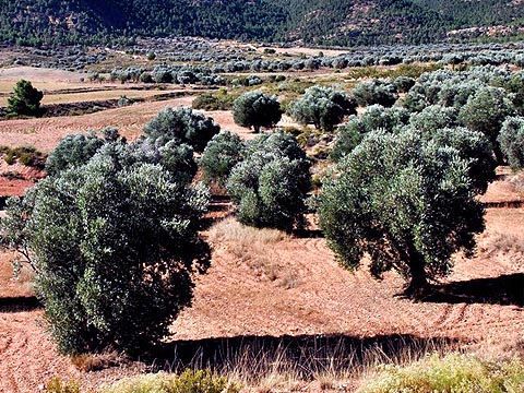 El olivo caracteriza el paisaje de la comarca.